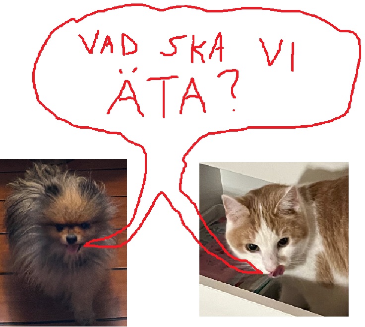 Hungrig pom och katt